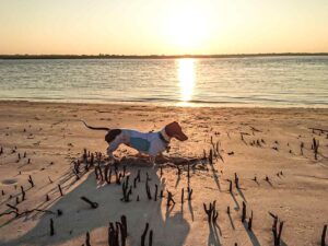 Little dog on beach at sunset.